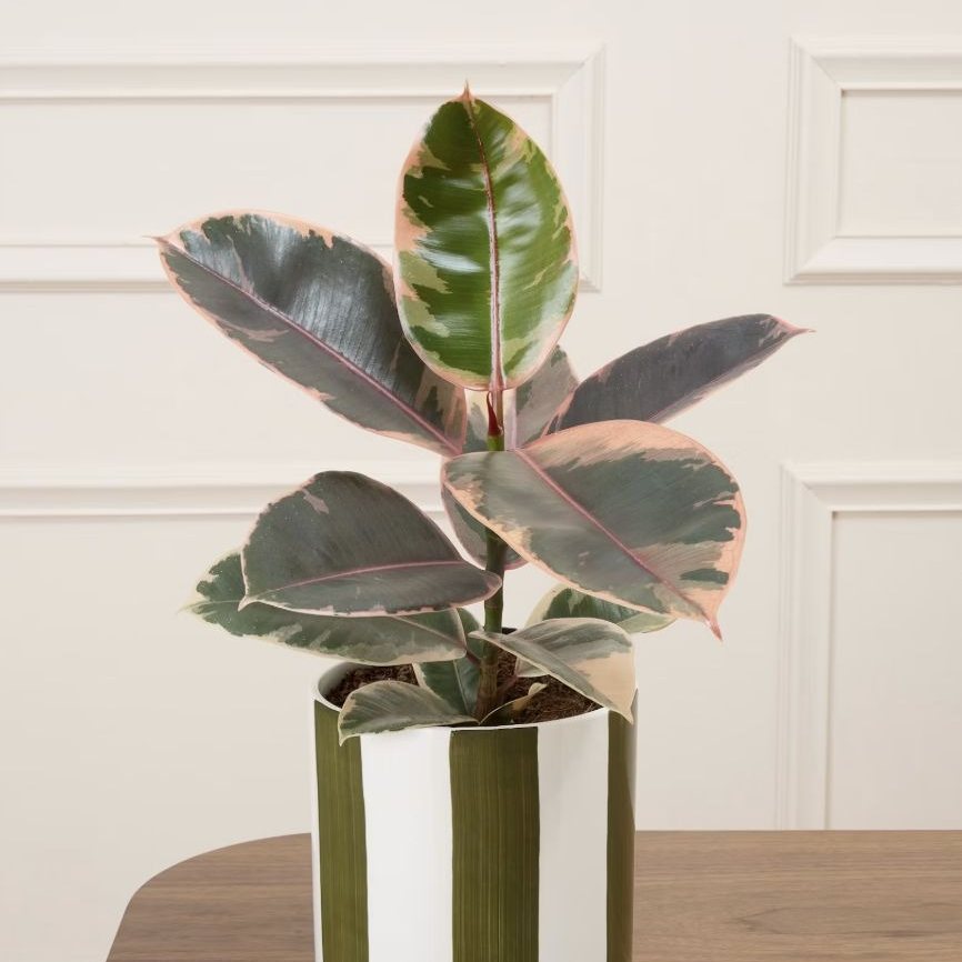 Ficus Philomène
