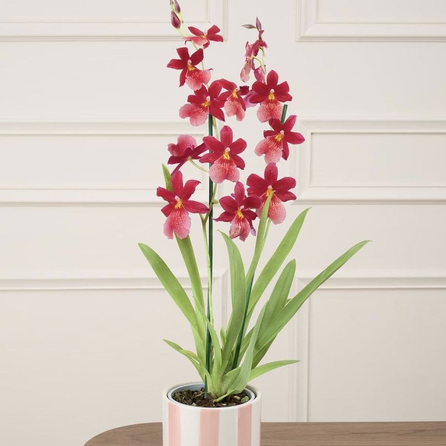 Orchidée Aude